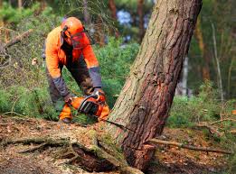 How Our Tree Care Process Works  in Arcadia, FL